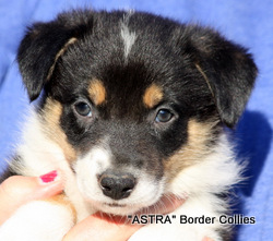 Tricolour,  male, Smooth to Medium coated, border collie puppy